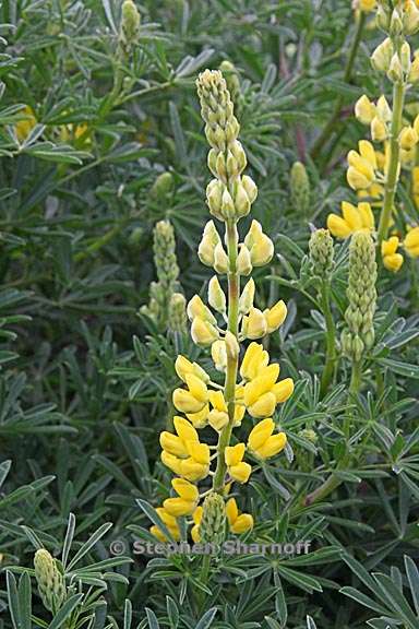 lupinus arboreus 1 graphic